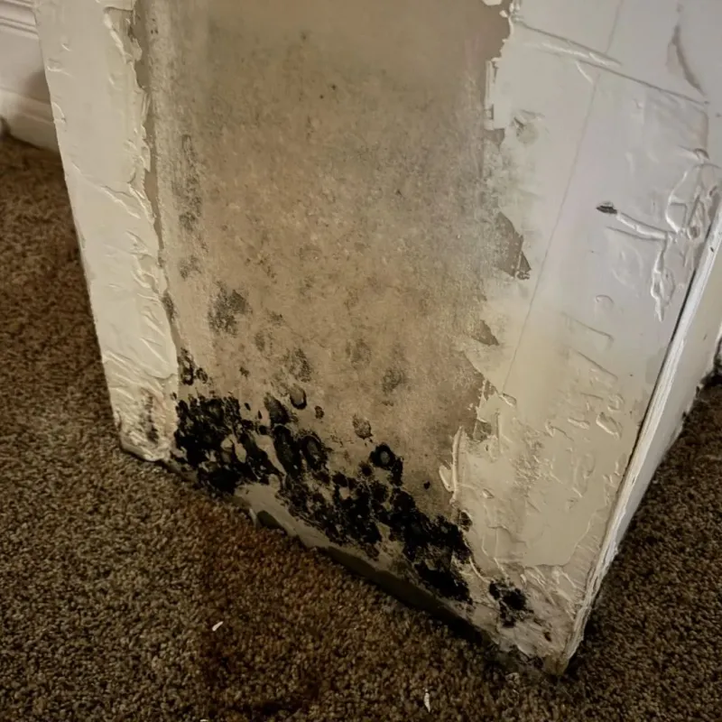 Professional Mold Removal in Hudson, ME